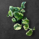 Epipremnum aureum « N’Joy »