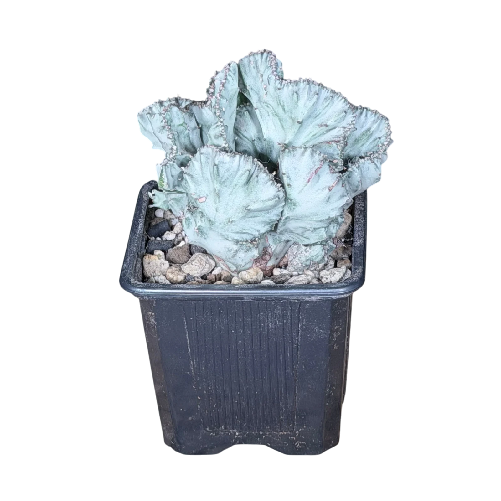 Euphorbia lactea 'White Ghost' cristata