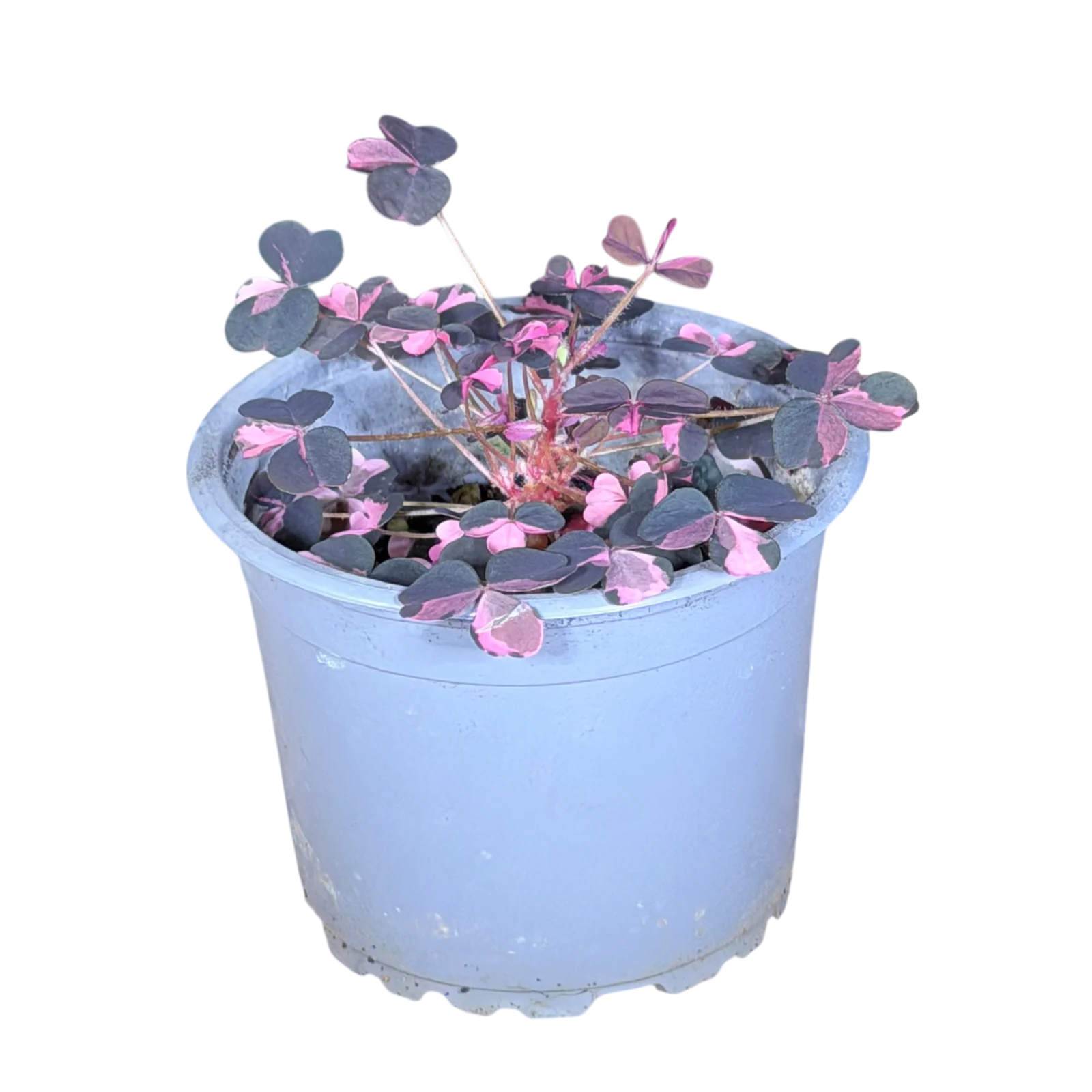 Oxalis triangularis 'Crazy Plume' (A · pot Ø 7 cm)