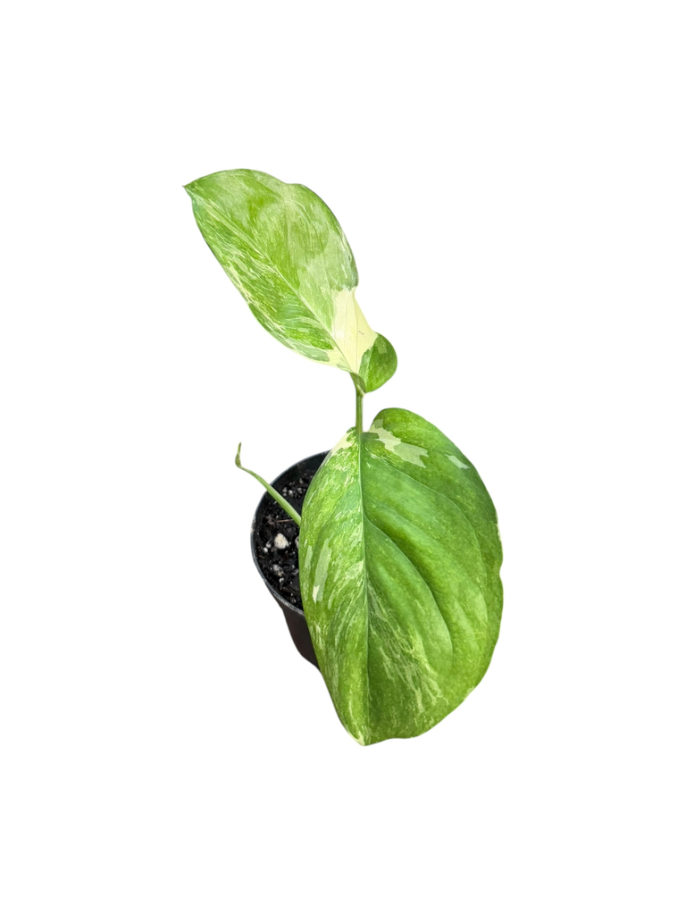 Monstera Lechleriana Variegata 