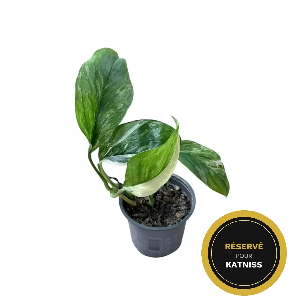 Monstera lechleriana variegata — Pot Ø 12 cm