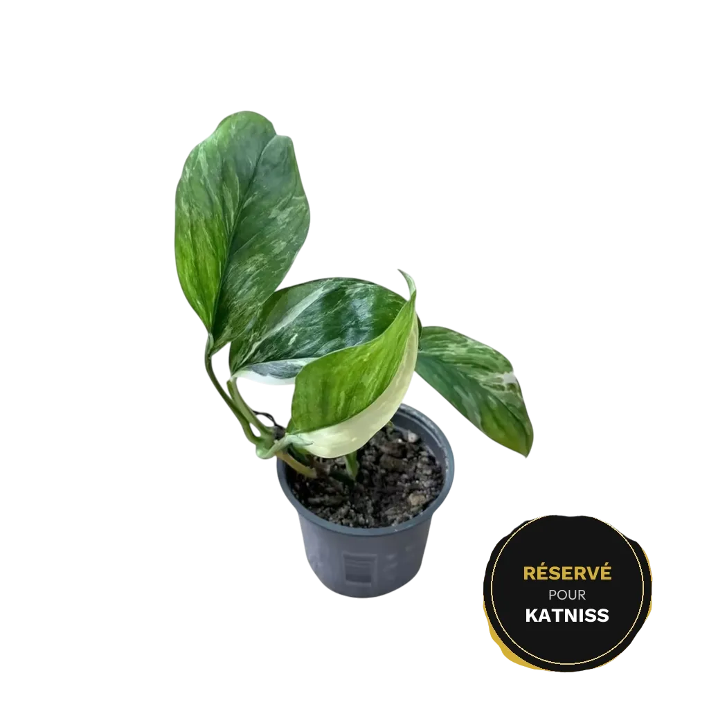 Monstera lechleriana variegata — Pot Ø 12 cm