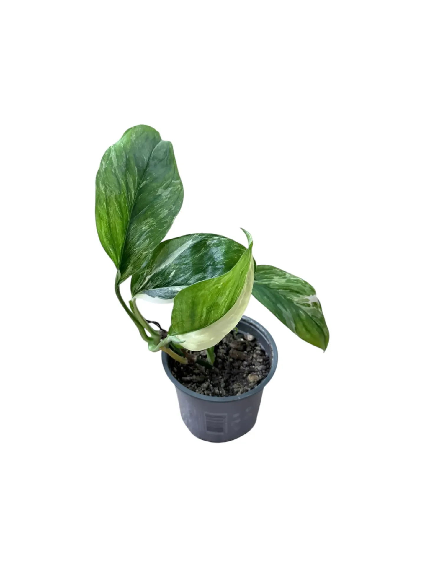 Monstera lechleriana variegata — Pot Ø 12 cm