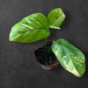 Monstera Lechleriana Variegata 