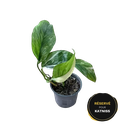 Monstera lechleriana variegata — Pot Ø 12 cm