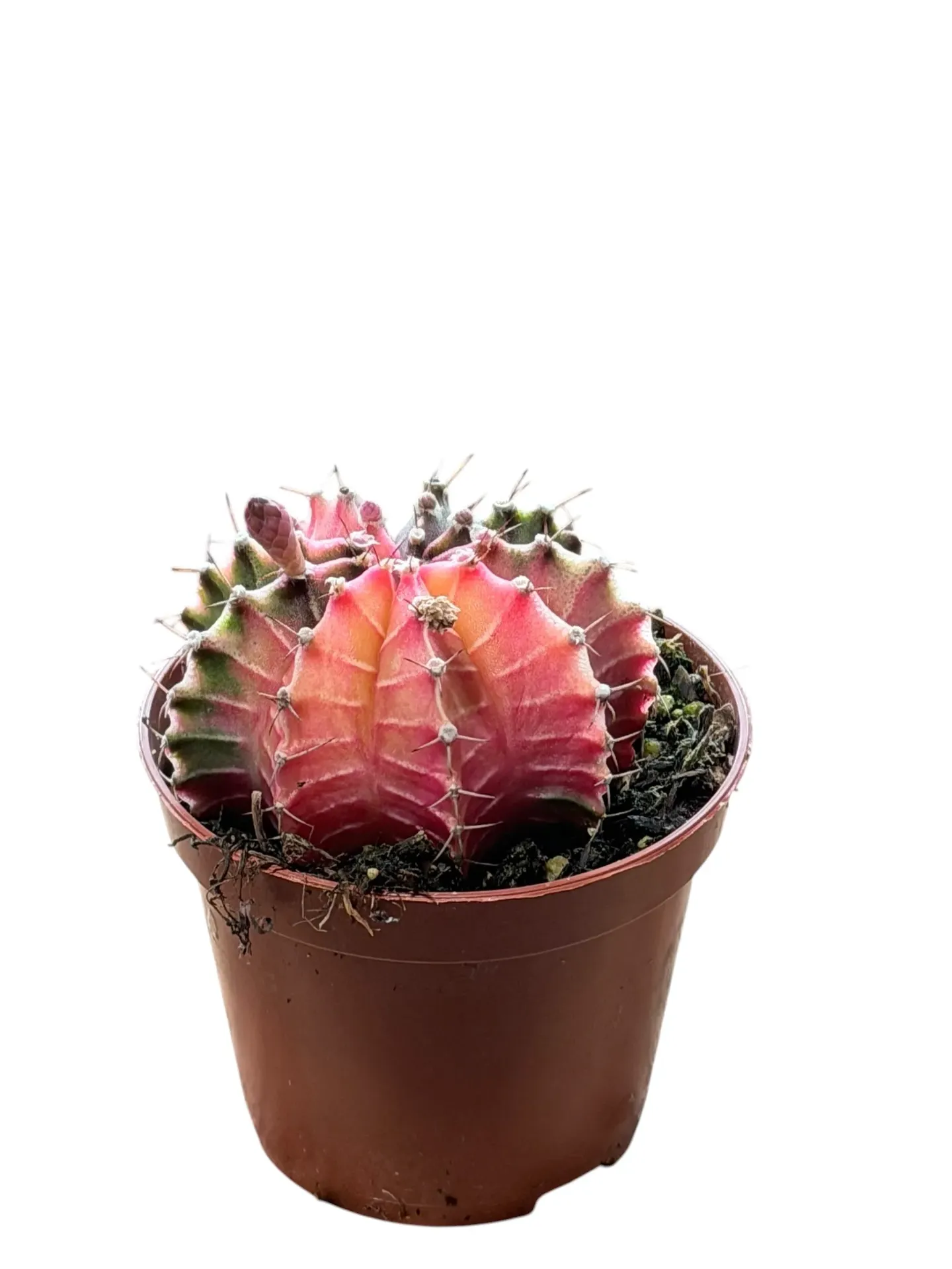 Gymnocalycium mihanovichii variegata — Pot Ø 7 cm