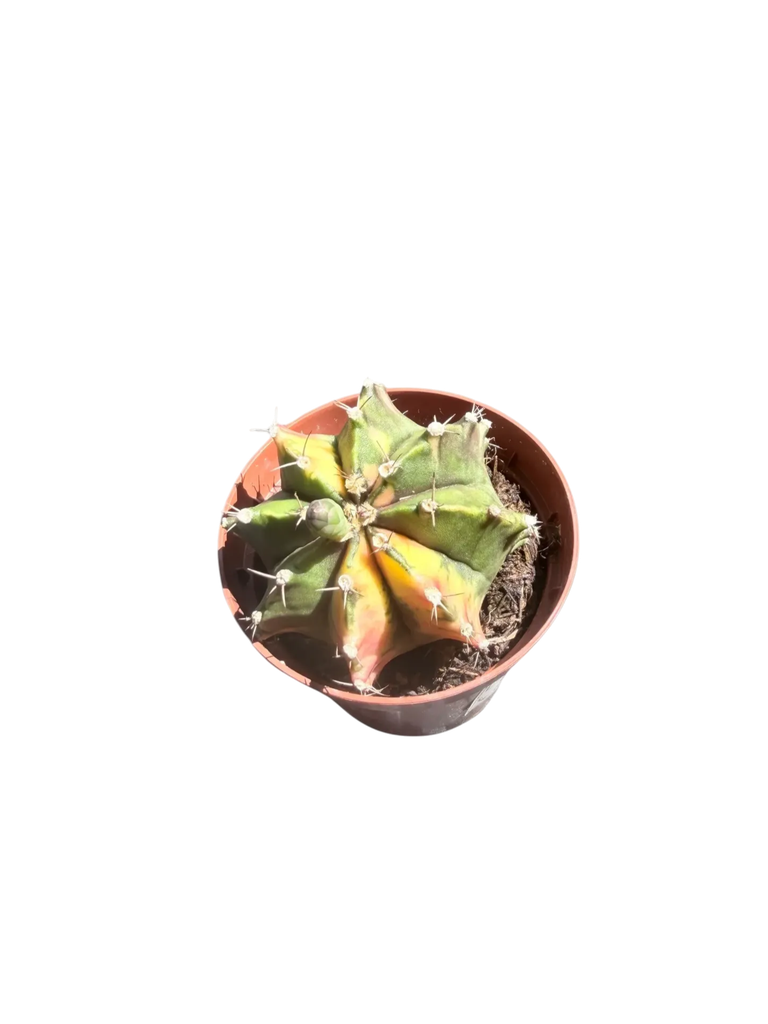 Gymnocalycium mihanovichii variegata — Pot Ø 8 cm