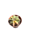 Gymnocalycium mihanovichii variegata — Pot Ø 8 cm