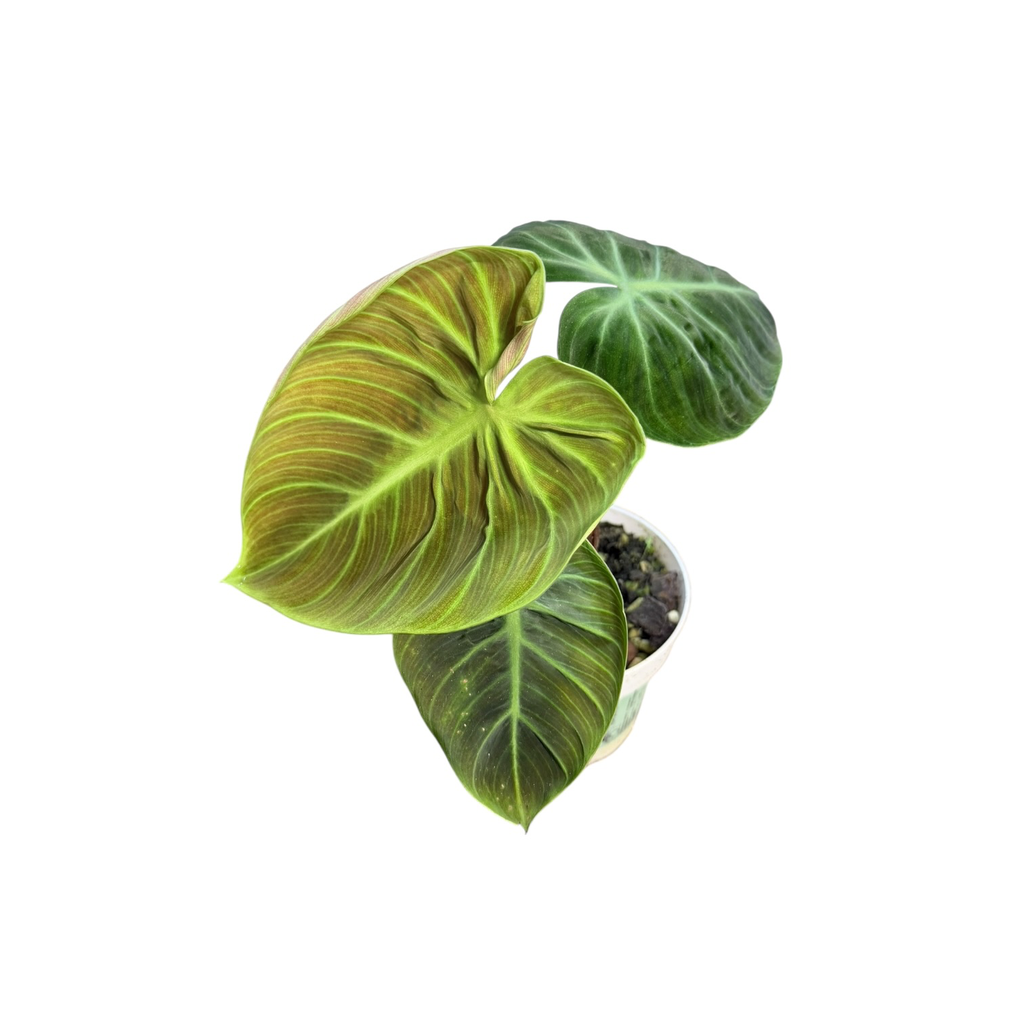 Philodendron « El Choco Red »