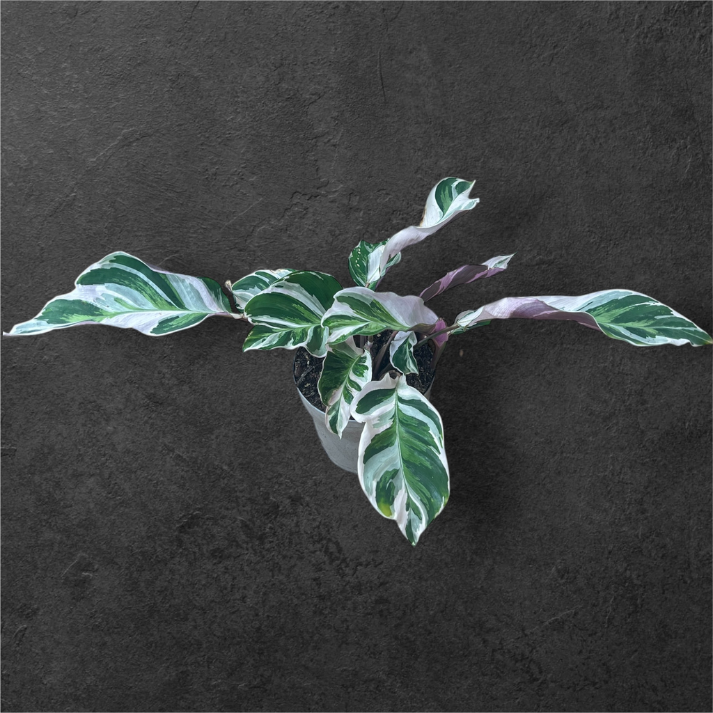 Calathea « White Fusion »