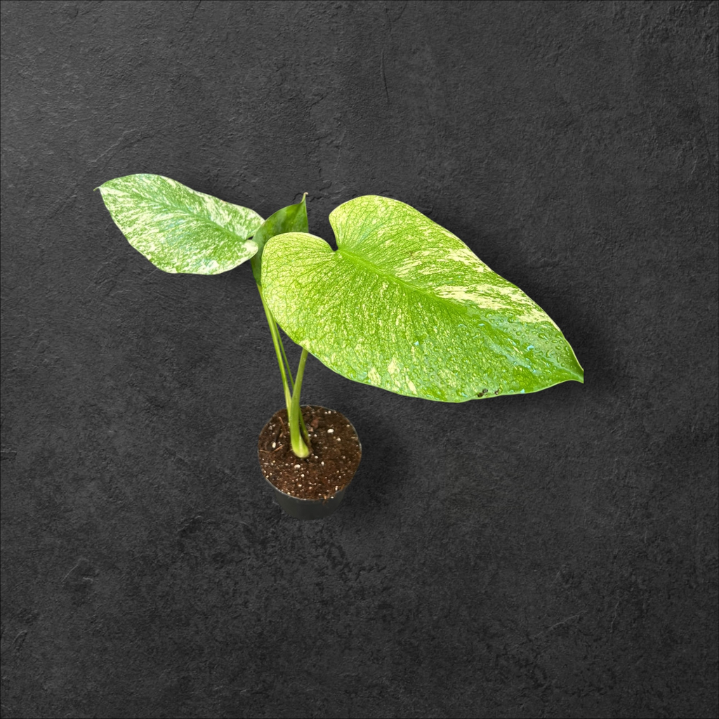 Monstera Mint « large form »