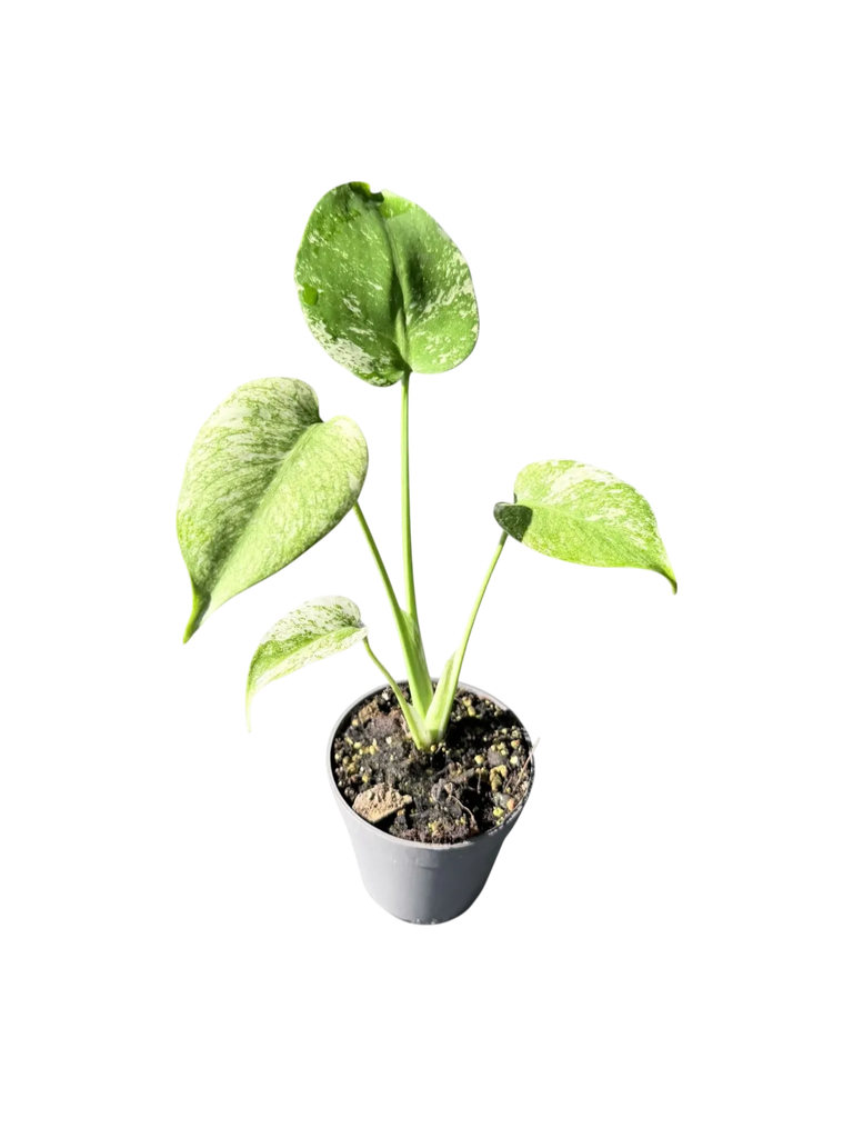 Monstera deliciosa Mint 'White Monster' — Pot Ø 10 cm