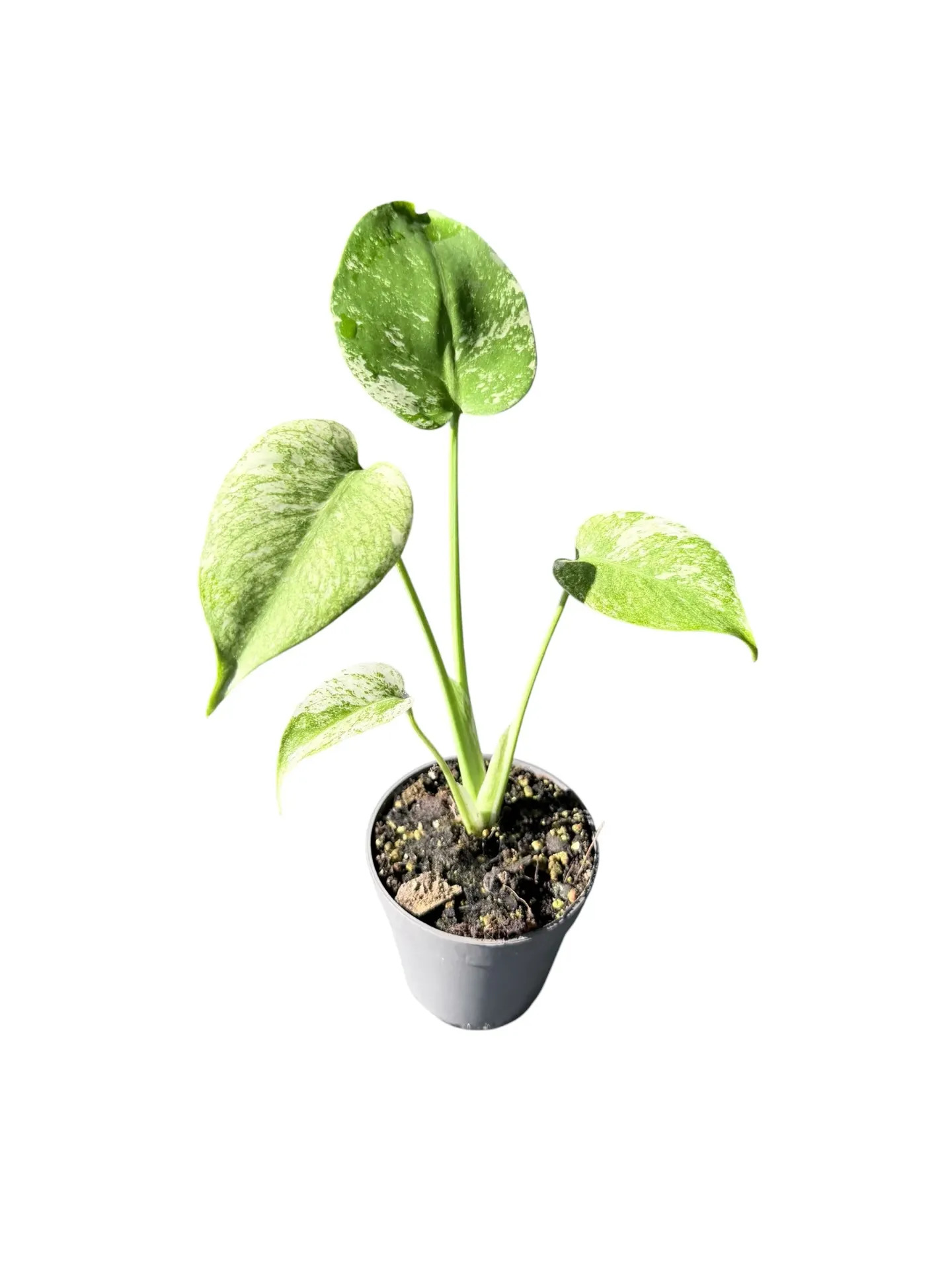 Monstera deliciosa Mint 'White Monster' — Pot Ø 10 cm