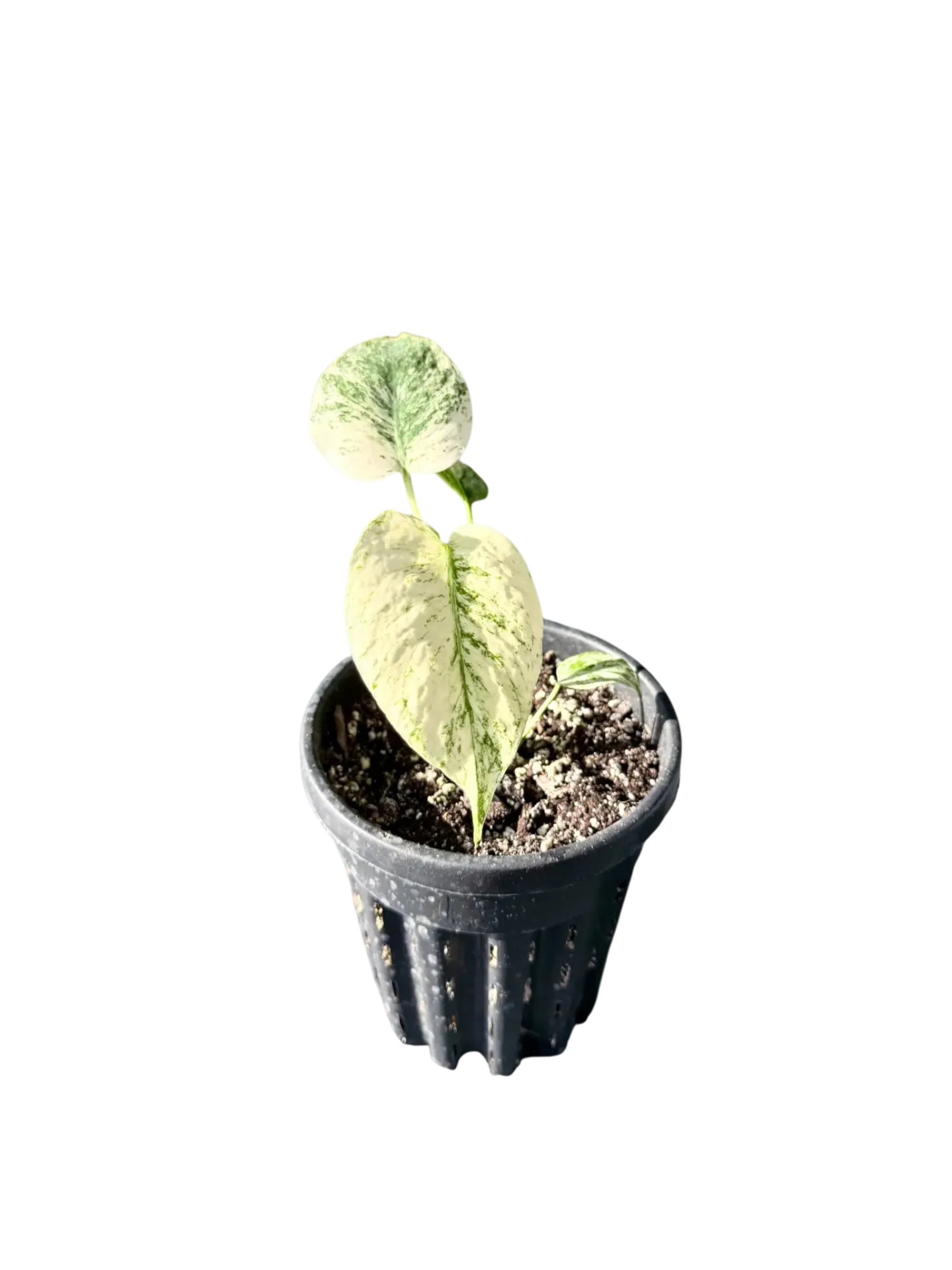 Monstera deliciosa Mint 'White Monster' — Pot ercole Ø 14 cm