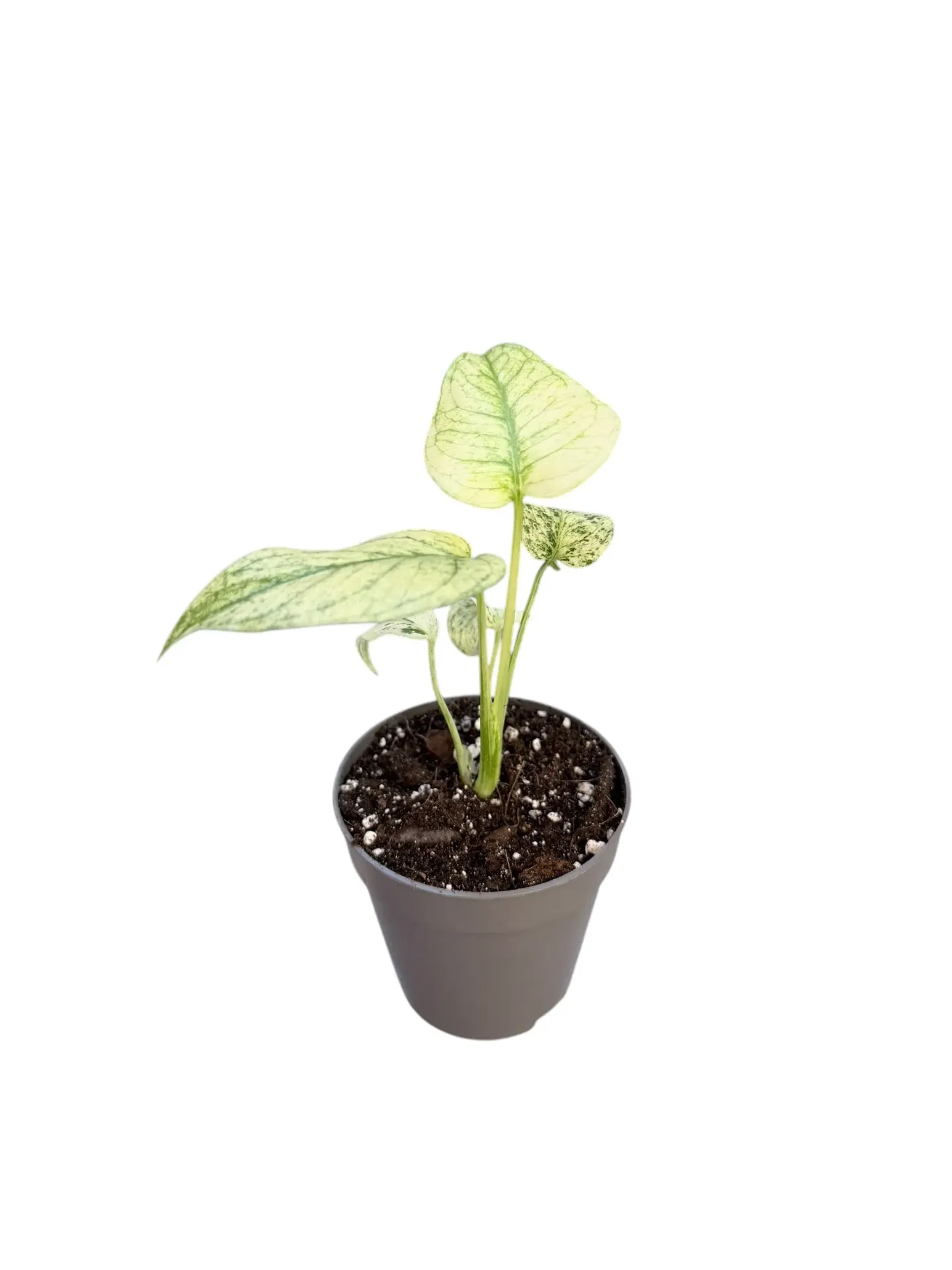 Monstera Mint « White Monster »