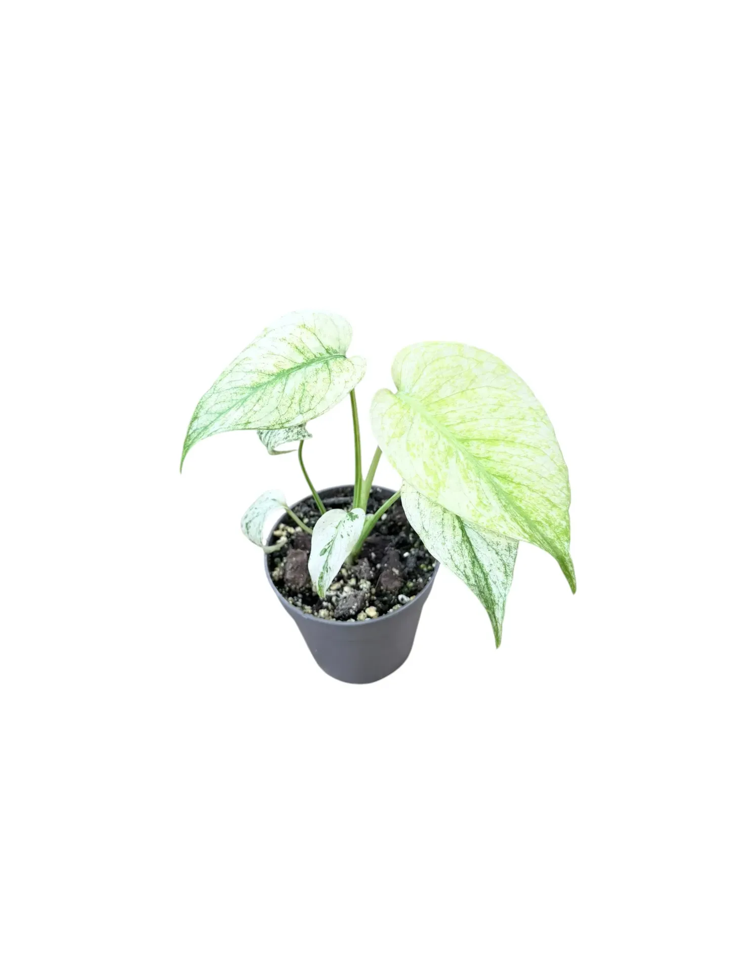 Monstera deliciosa Mint 'White Monster' — Pot Ø 10 cm