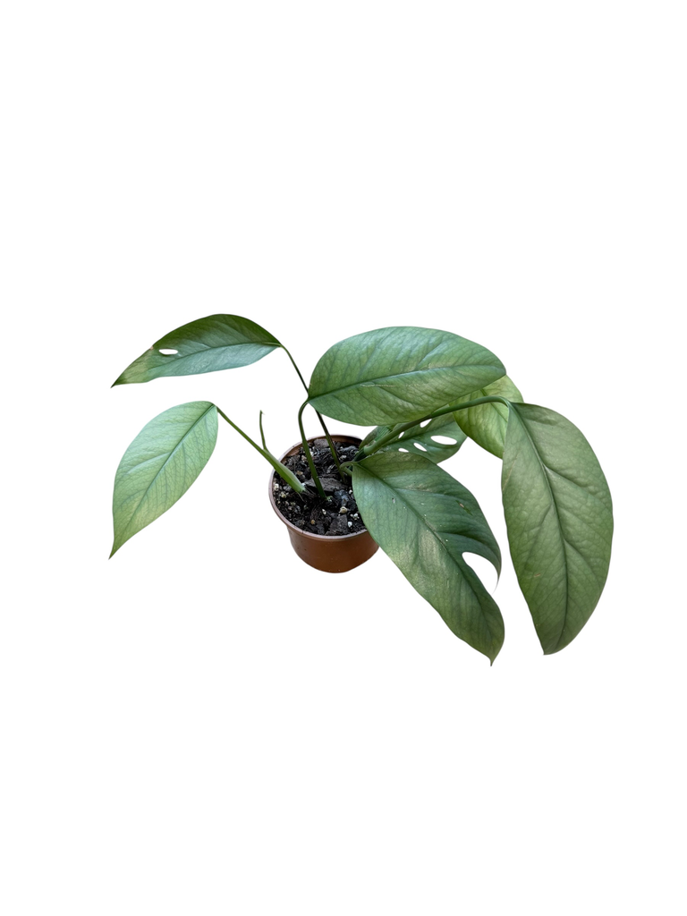 Epipremnum "Cebu blue"