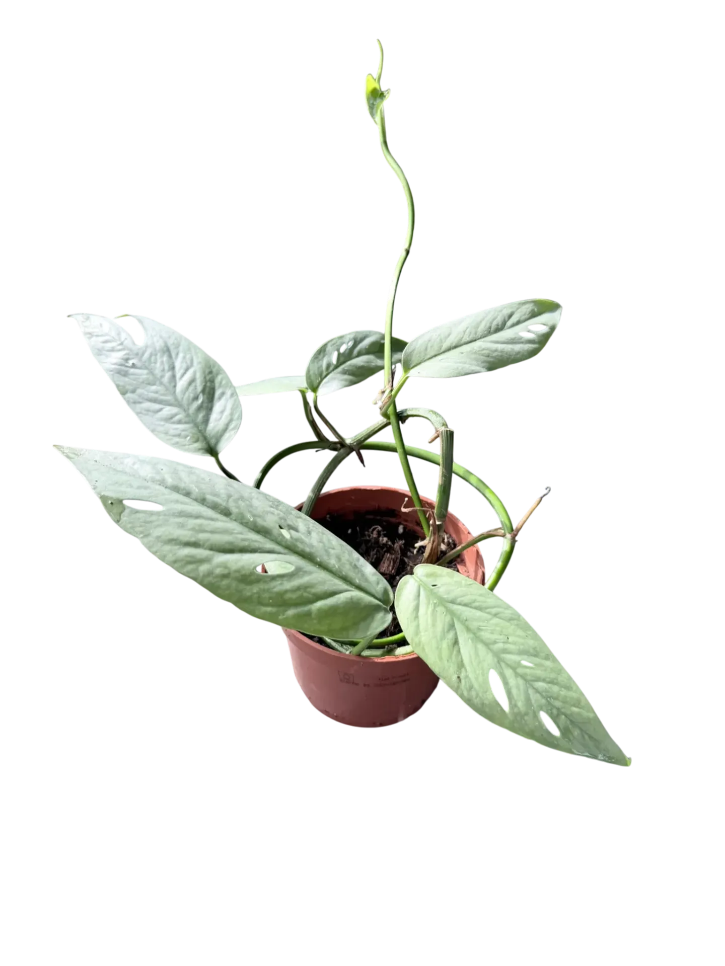 Epipremnum "Cebu blue"