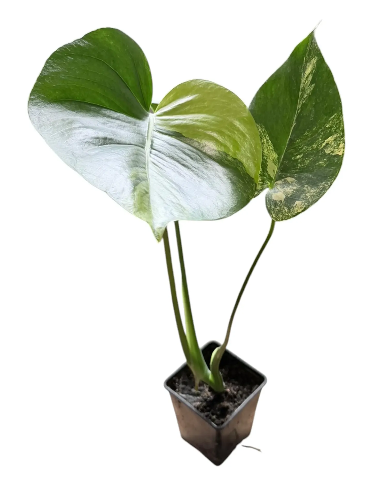 Monstera deliciosa 'Yellow Marylin' — Pot Ø 12 cm