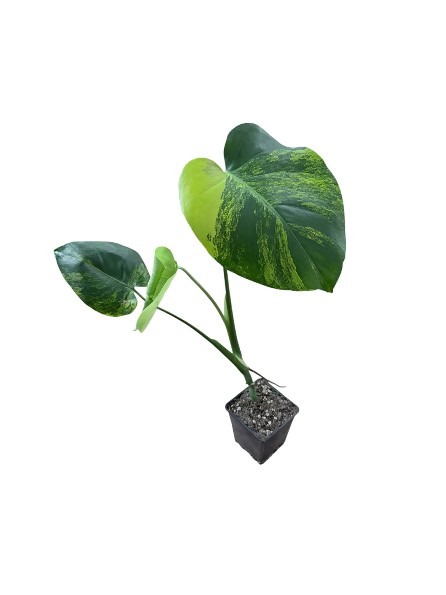 Monstera deliciosa 'Yellow Marylin' — Pot Ø 12 cm