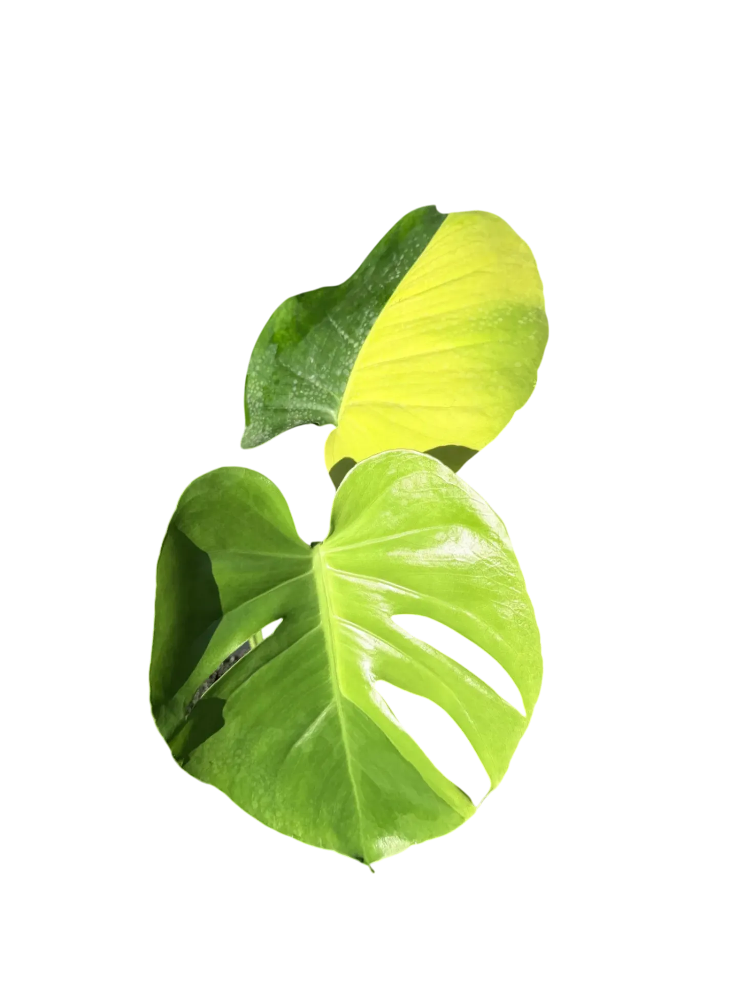 Monstera deliciosa 'Yellow Marylin' — Pot Ø 12 cm
