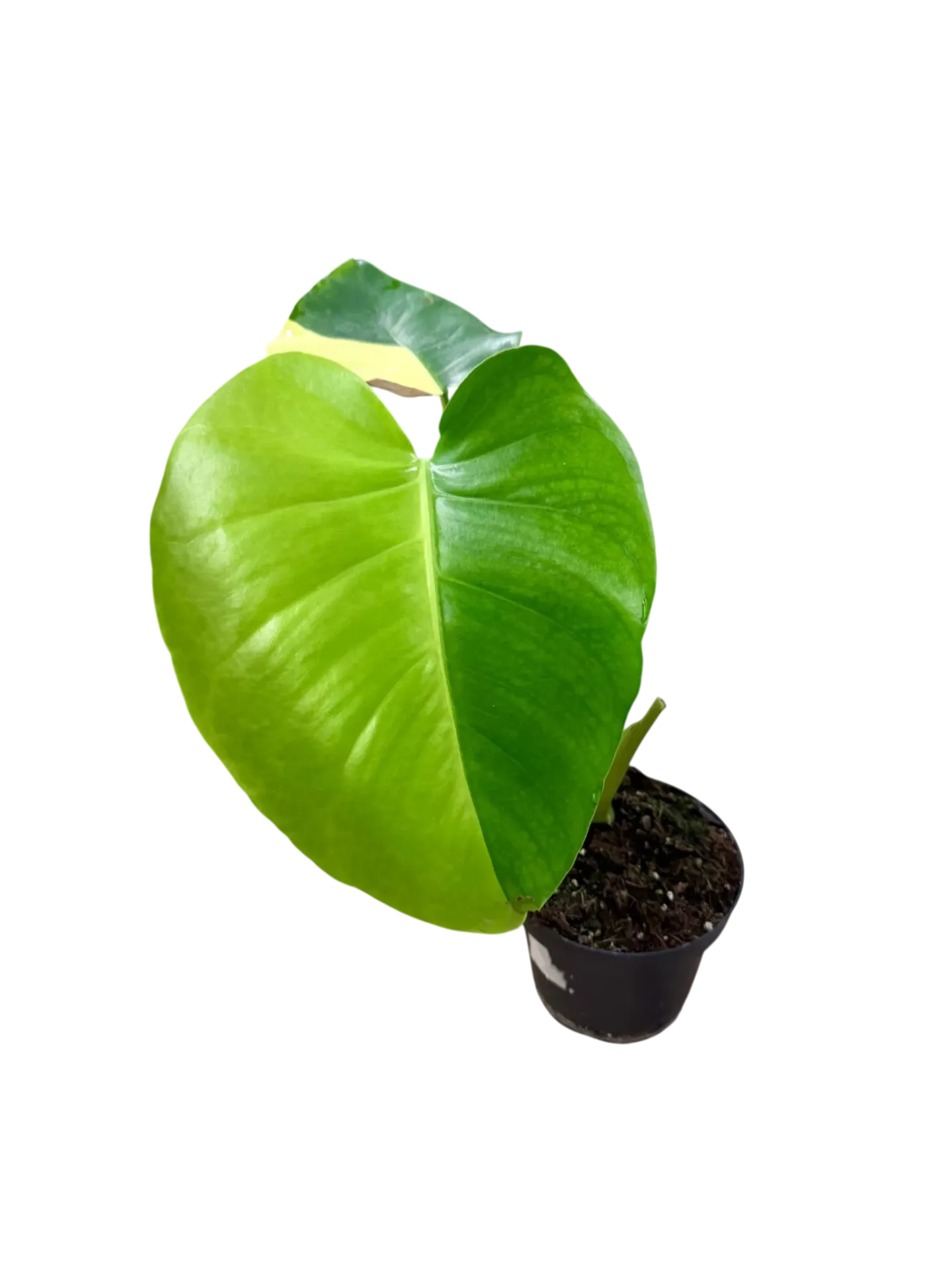 Monstera deliciosa 'Yellow Marylin' — Pot Ø 14 cm