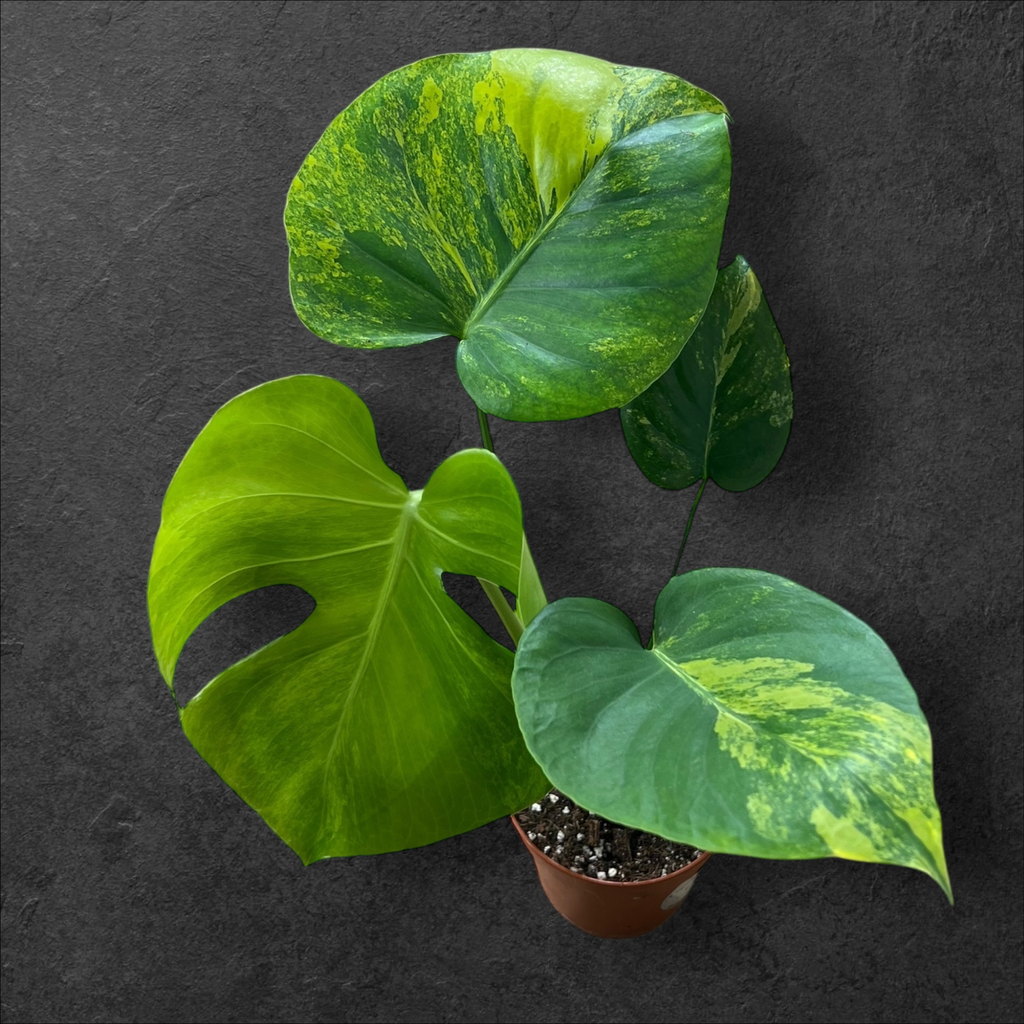 Monstera Aurea « Yellow Marilyn »