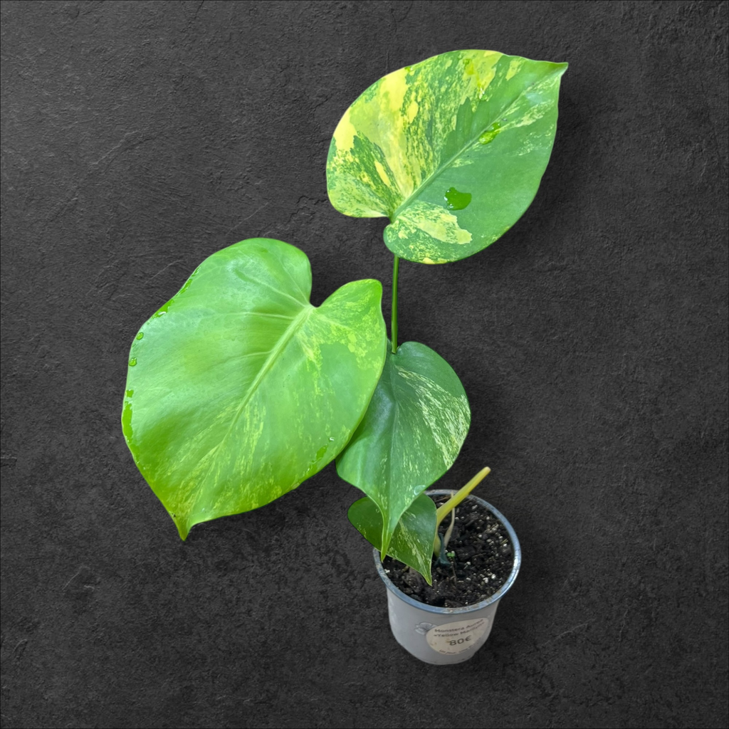 Monstera Aurea « Yellow Marilyn »