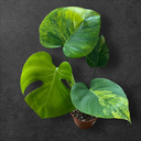 Monstera Aurea « Yellow Marilyn »