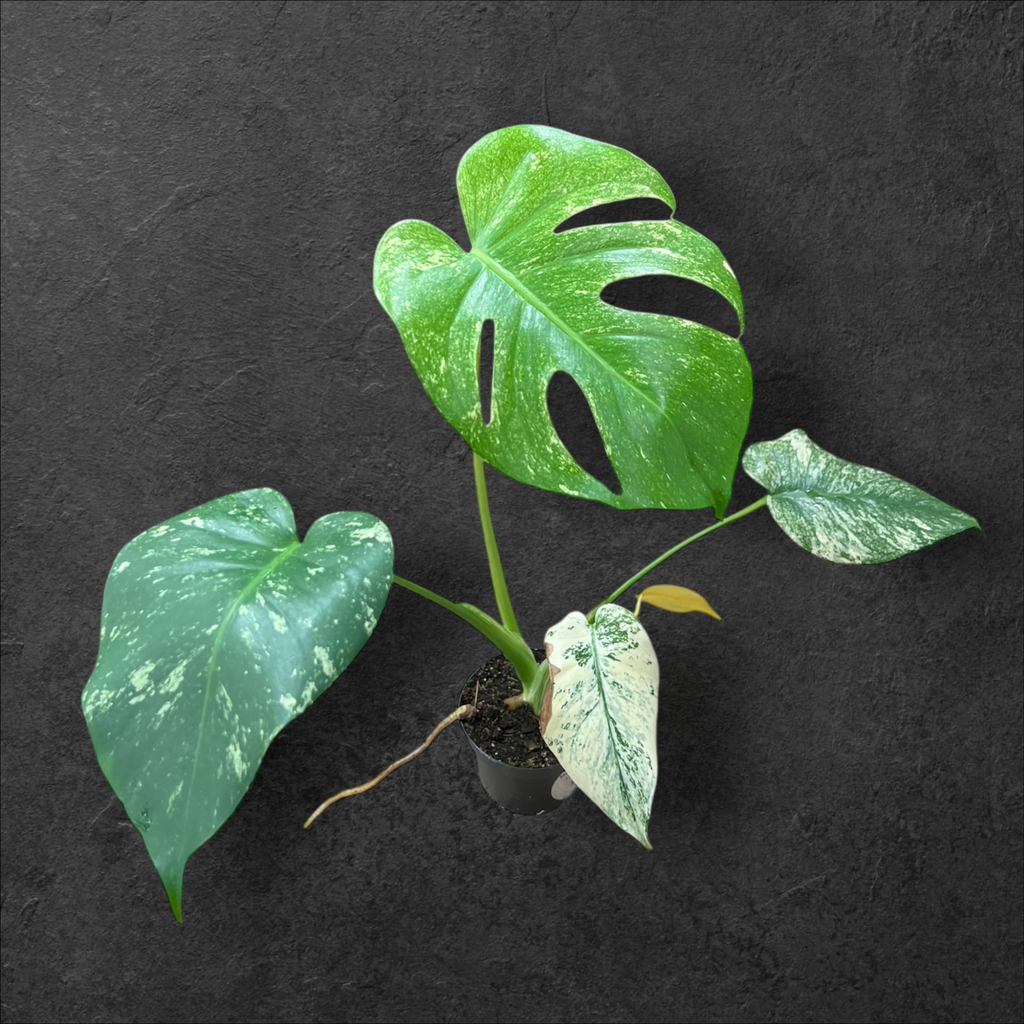 Monstera « Mint » Large Form 