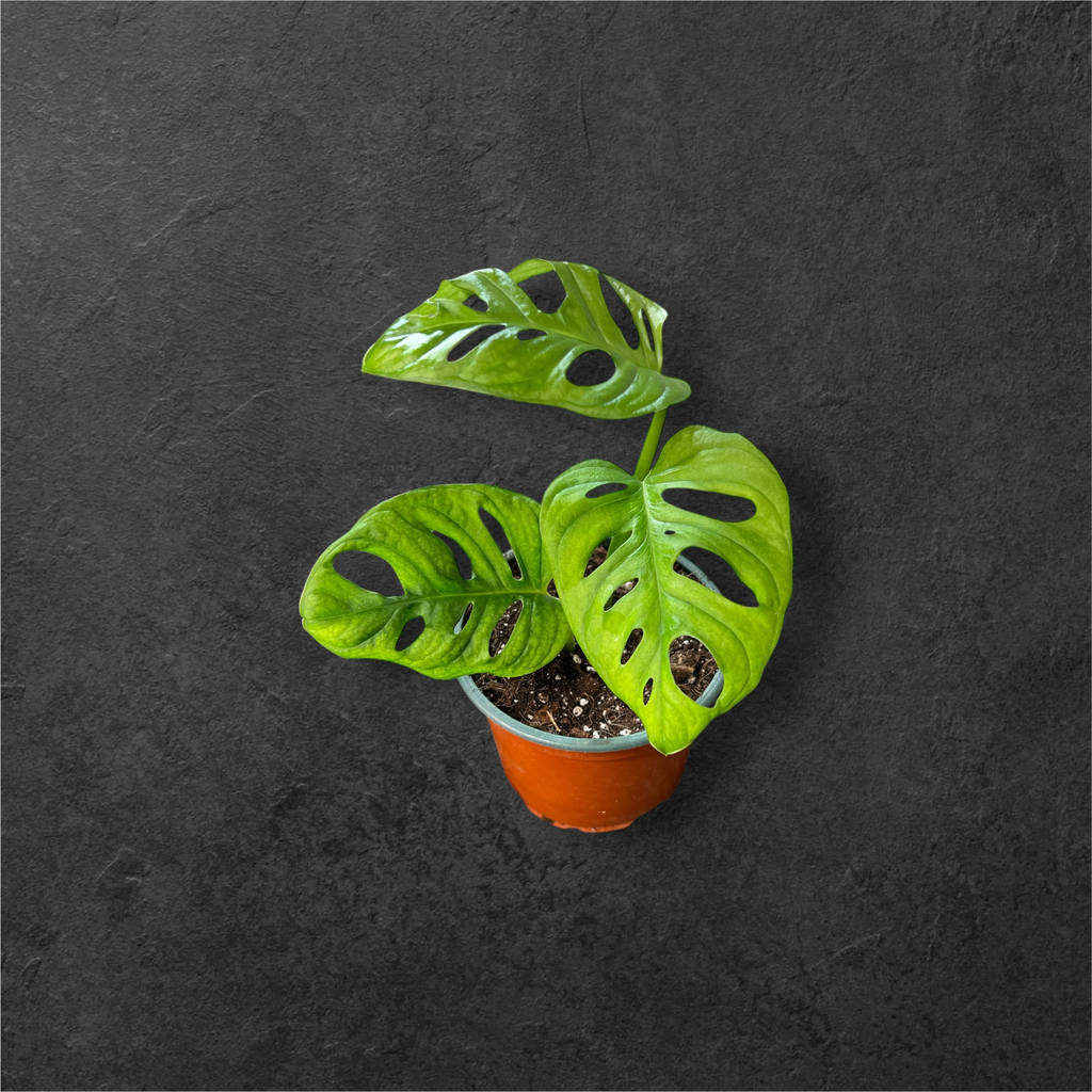 Monstera Adansonii 