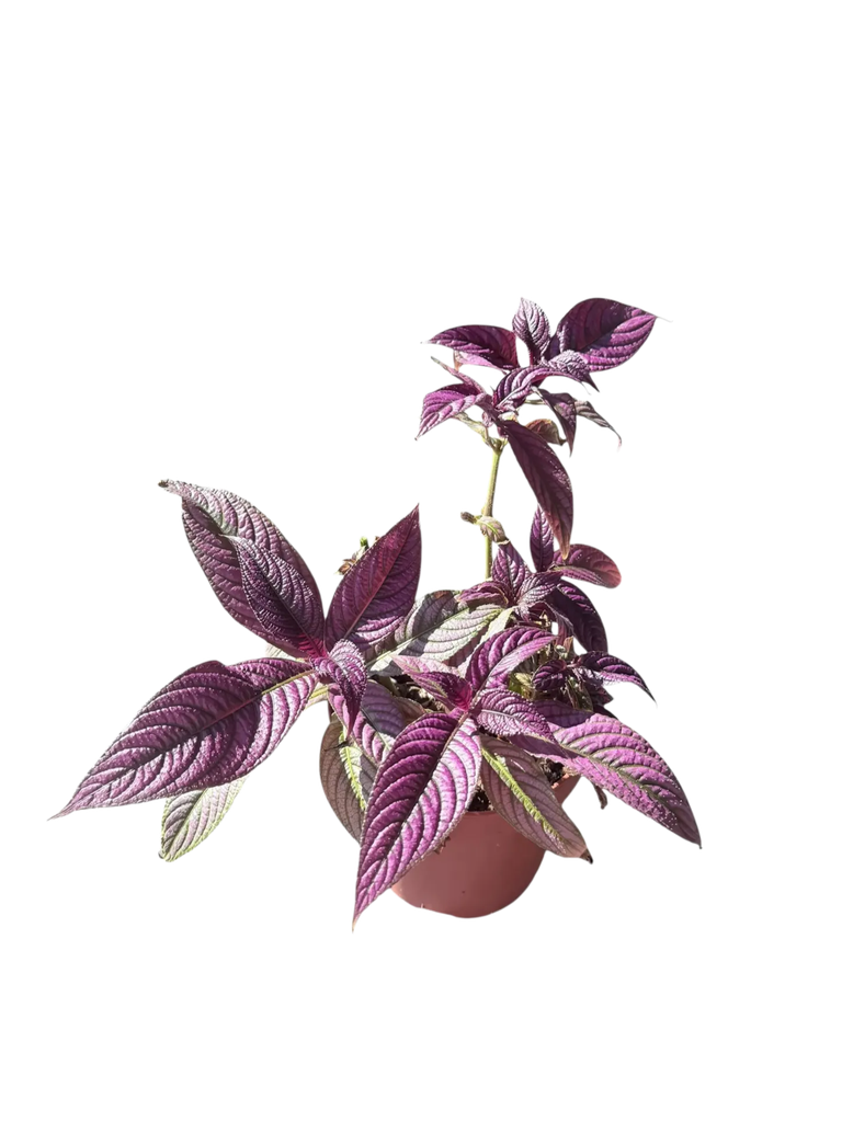 Strobilanthes dyerianus (Bouclier Persan) — Pot Ø 12 cm