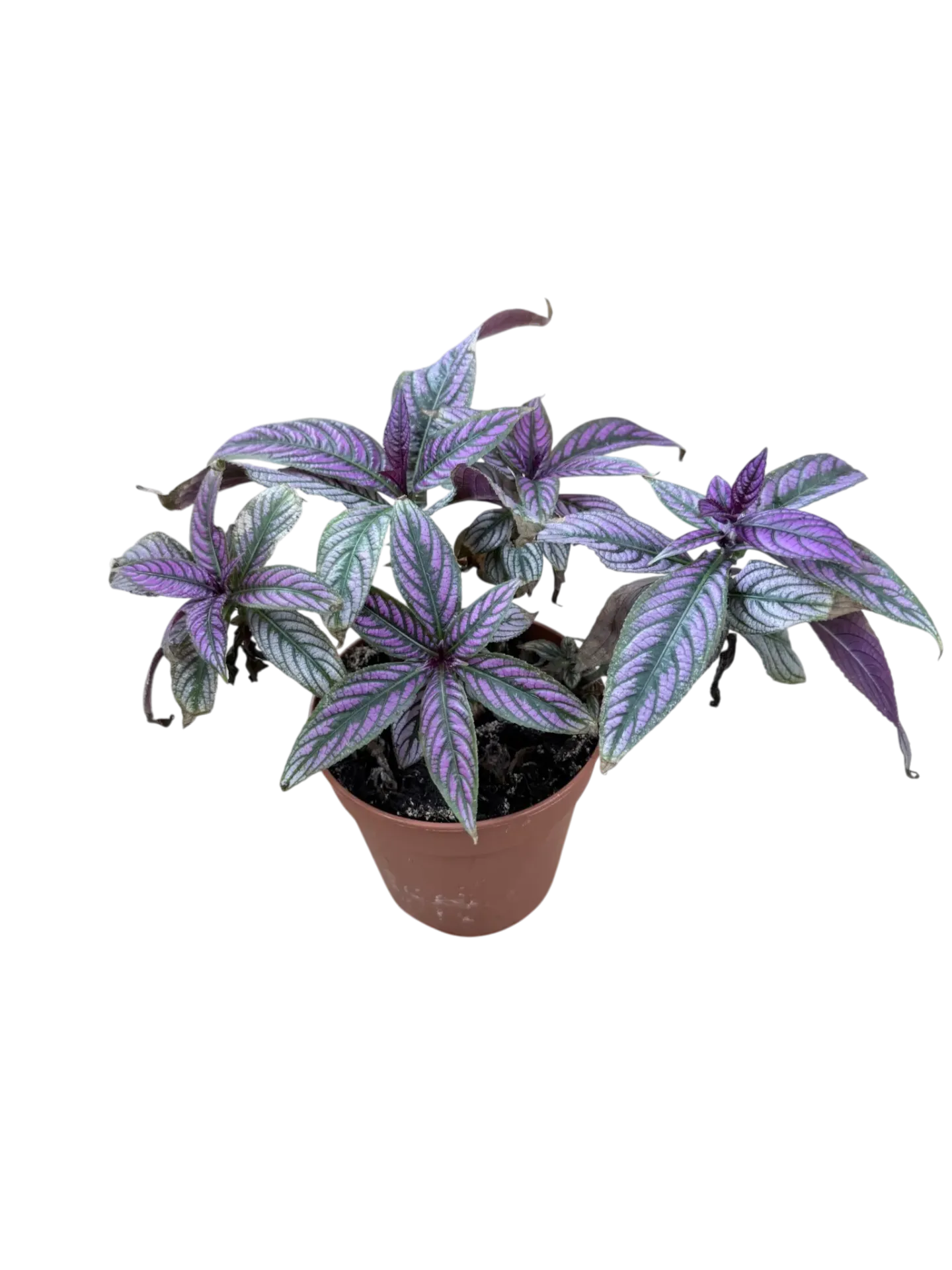 Strobilanthes dyerianus (Bouclier Persan) — Pot Ø 12 cm