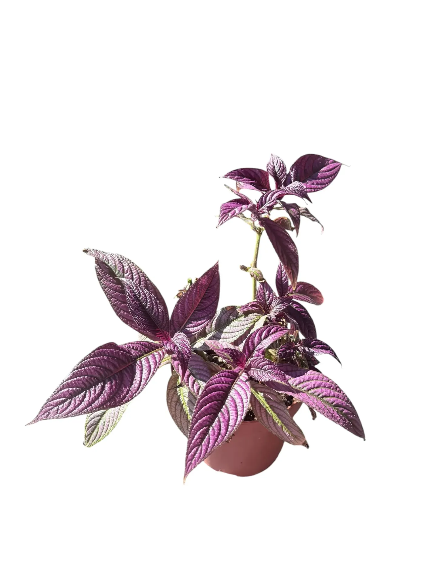 Strobilanthes dyerianus (Bouclier Persan) — Pot Ø 12 cm