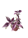 Strobilanthes dyerianus (Bouclier Persan) — Pot Ø 12 cm