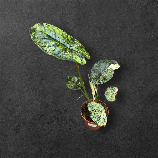 Alocasia Dragon Scale Mint
