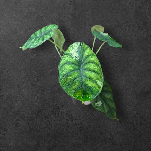 Alocasia Dragon Scale Mint