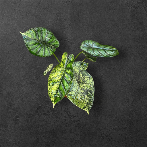 Alocasia Dragon Scale « Mint » 