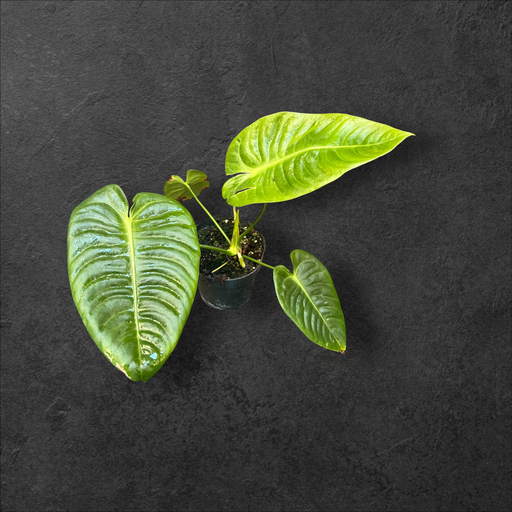 Anthurium Veitchii