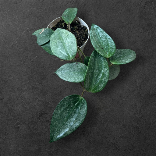 Hoya Latifolia « Silver »