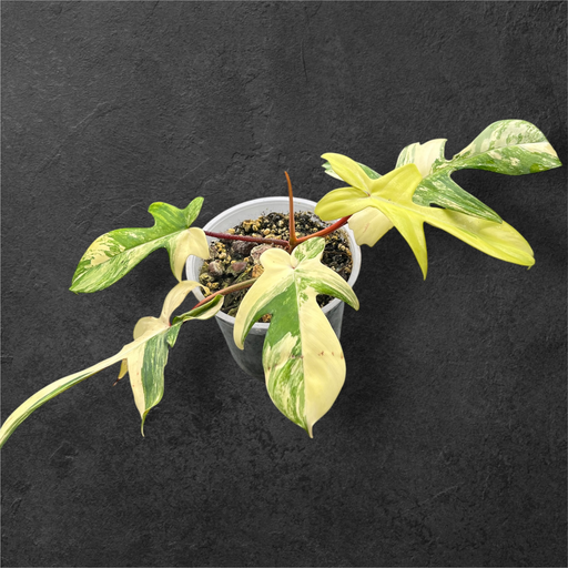 Philodendron Florida Beauty 