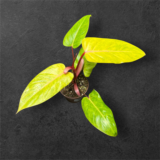 Philodendron « Painted Lady »