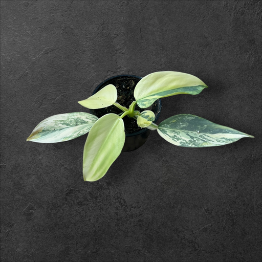Philodendron Silver Sword Variegata 