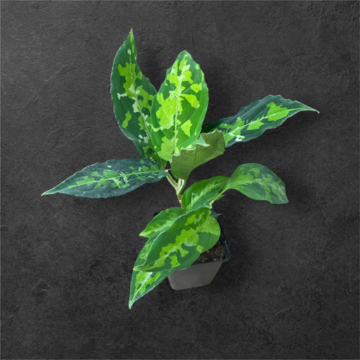 Aglaonema Pictum Tricolor 