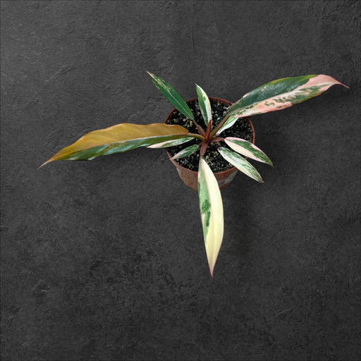 Philodendron Caramel Marble 