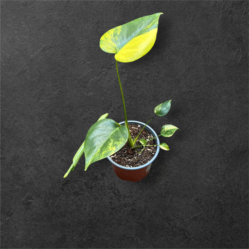 Monstera Aurea "Yellow Marilyn"