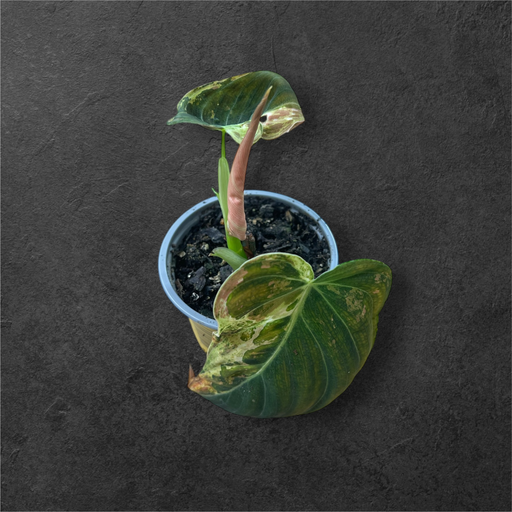 Philodendron Melanochrysum Variegata 