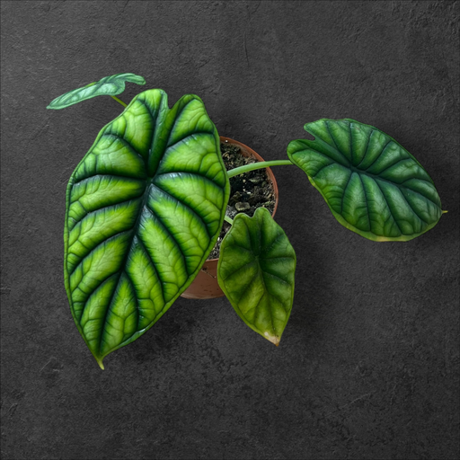 Alocasia Dragon Scale 