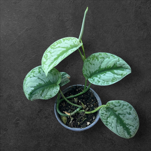Scindapsus Pictus Exotica 