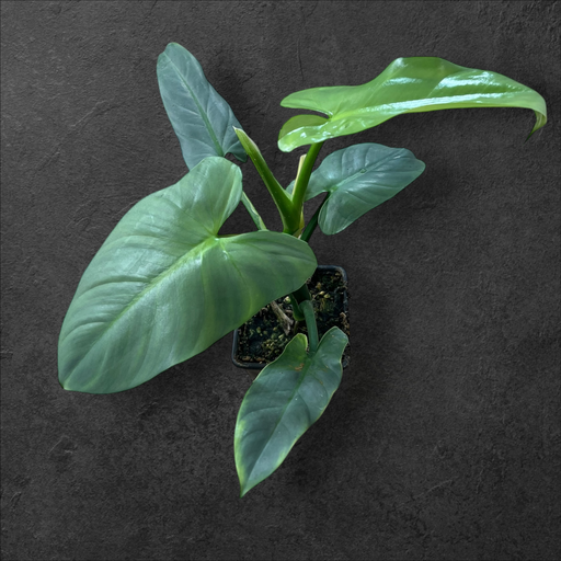 Philodendron Silver Sword 